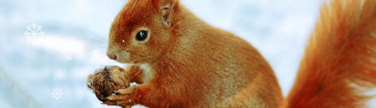 Wiewiórka trzymająca w łapkach orzeszka. 